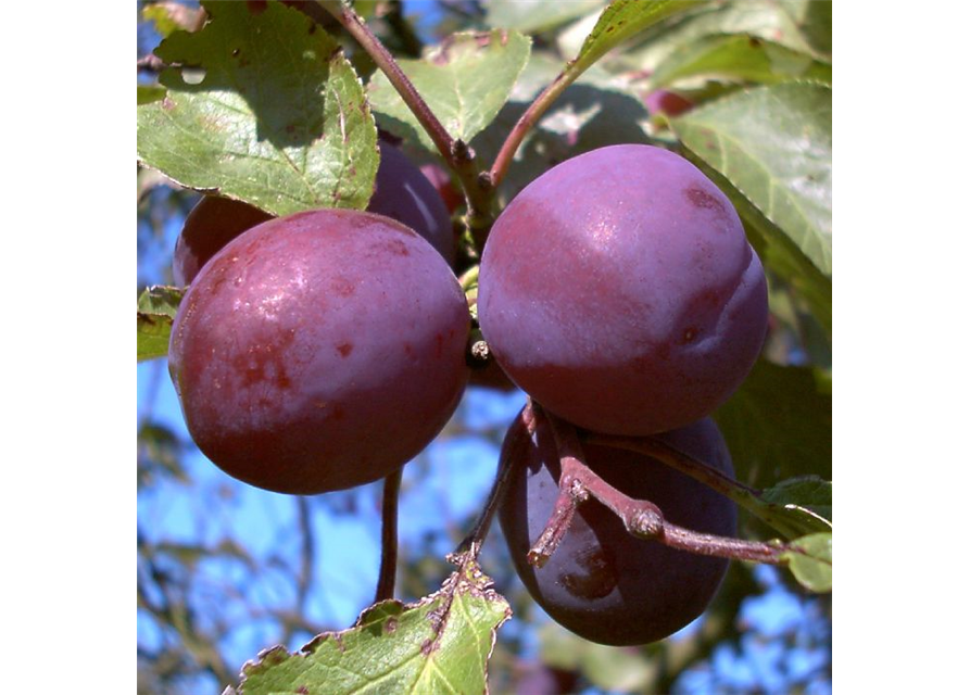 Pflaume 'Königin Viktoria'