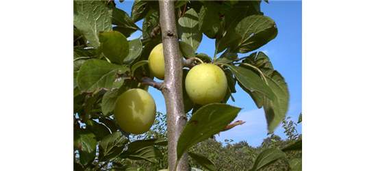 Reneklode 'Oullins Reneklode'