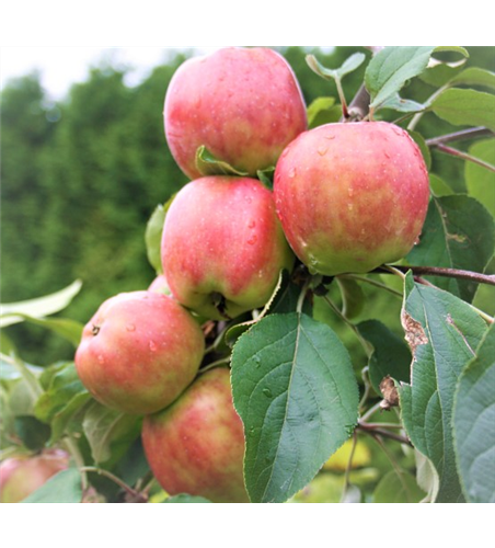 Apfel 'Gravensteiner'