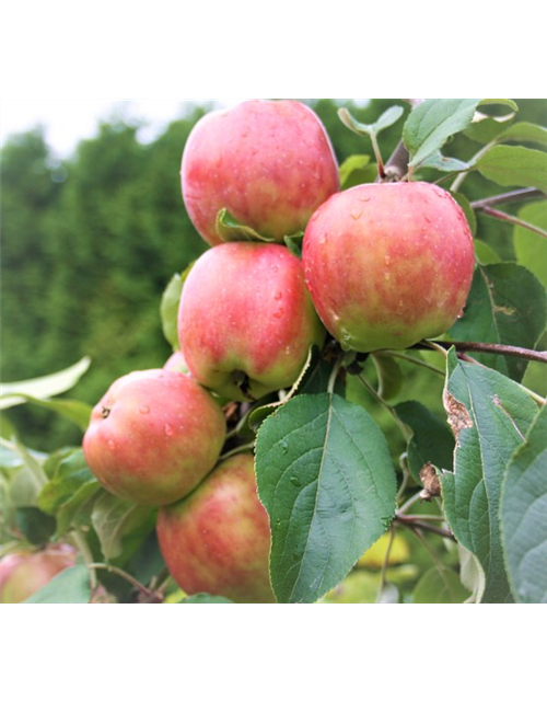 Apfel 'Gravensteiner'