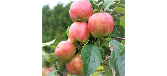 Apfel 'Gravensteiner'