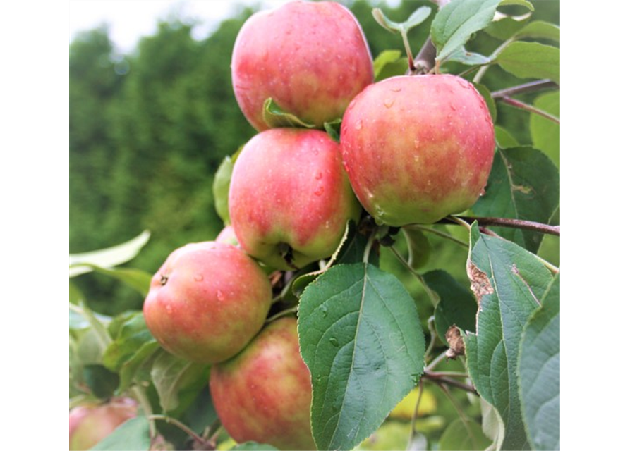 Apfel 'Gravensteiner'