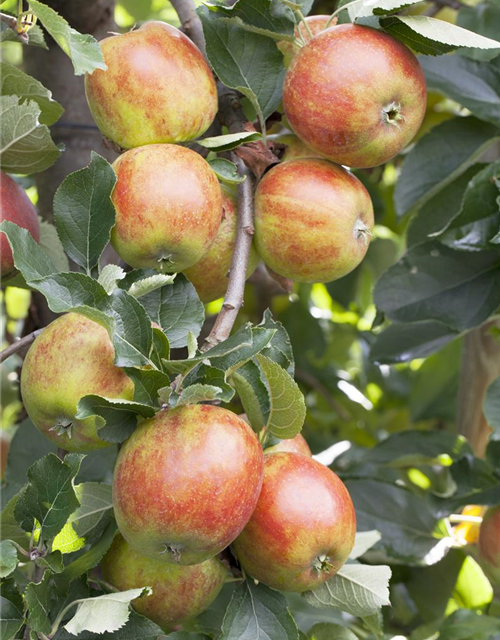 Herbstapfel 'Holsteiner Cox' 