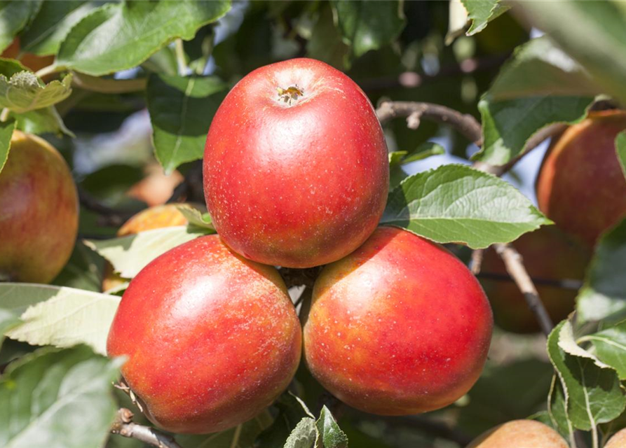 Herbstapfel 'Holsteiner Cox' 