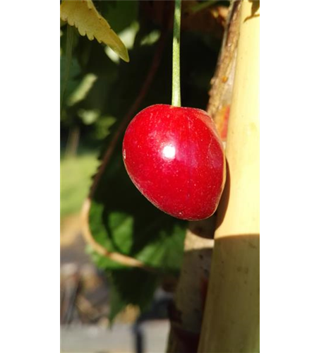 Süßkirsche 'Kassins Frühe'