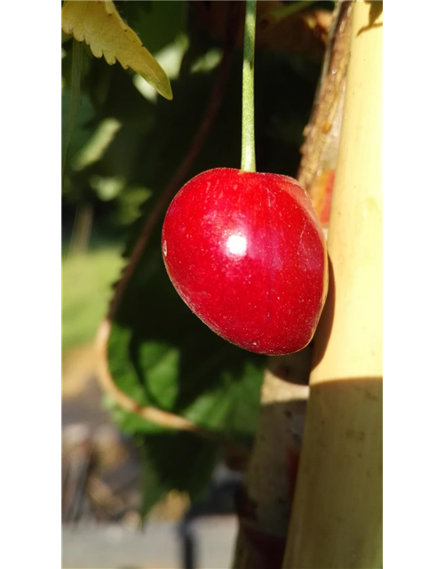 Süßkirsche 'Kassins Frühe'