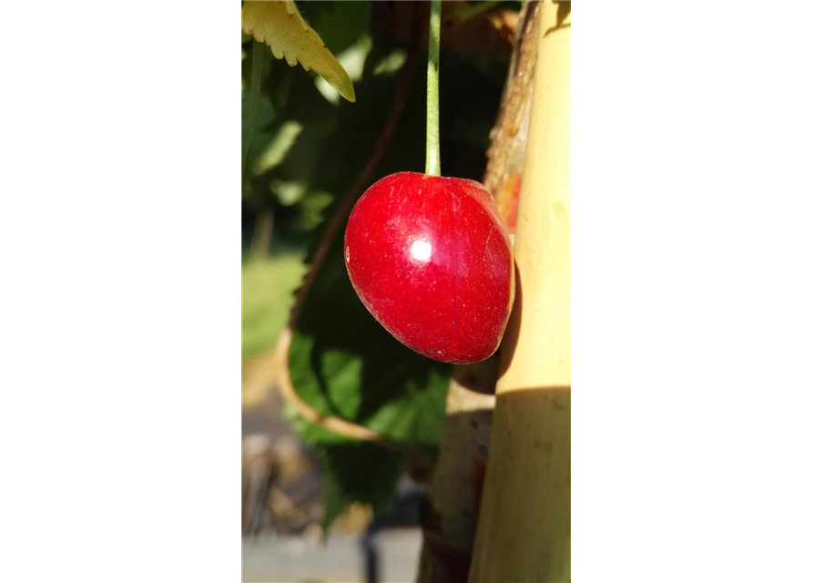 Süßkirsche 'Kassins Frühe'