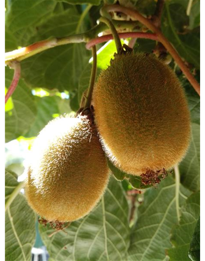 Kiwi (weiblich)