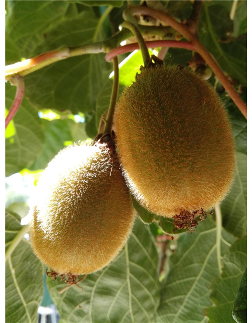 Kiwi (weiblich)