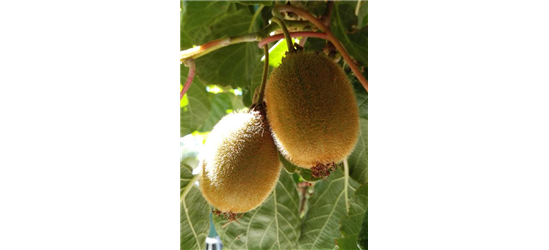 Kiwi (weiblich)