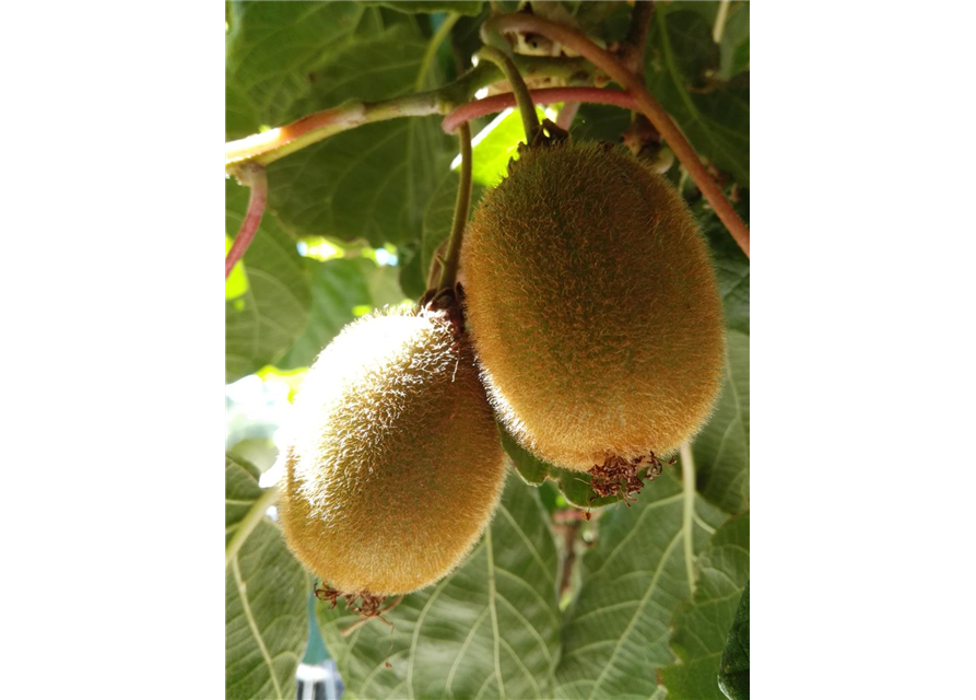 Kiwi (weiblich)