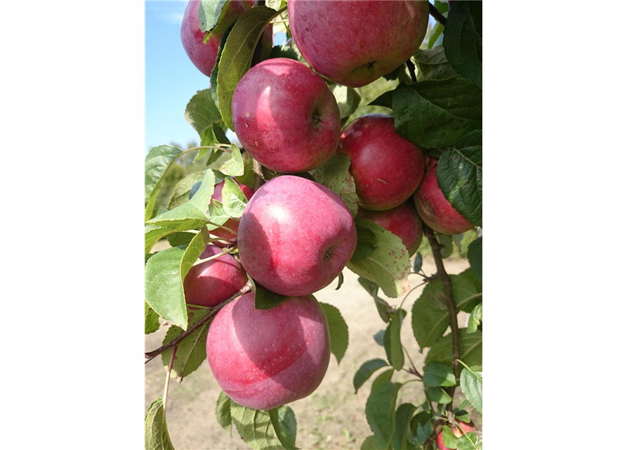 Sommerapfel 'Jamba'