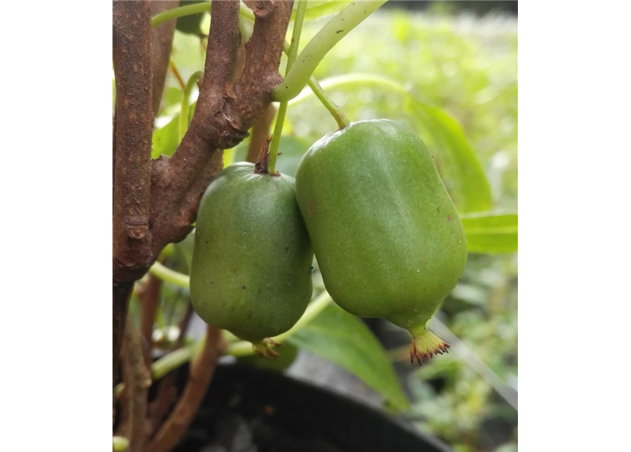 Kiwi 'Super Issai'