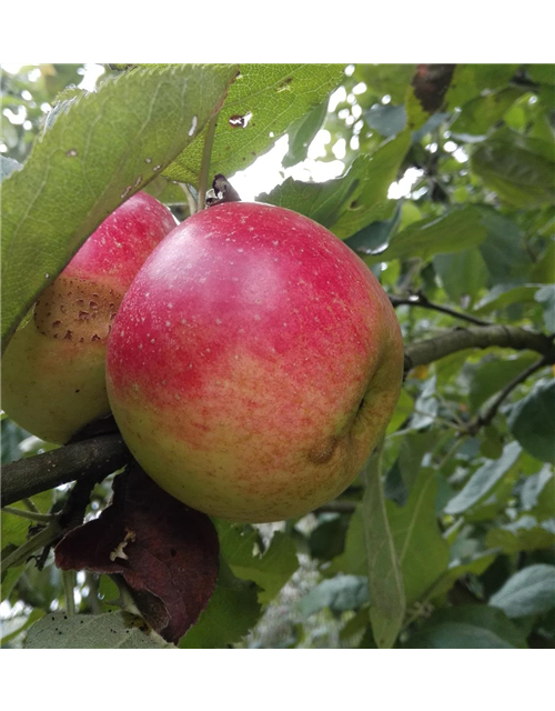 Apfel 'Juwel von Kirchwerder'