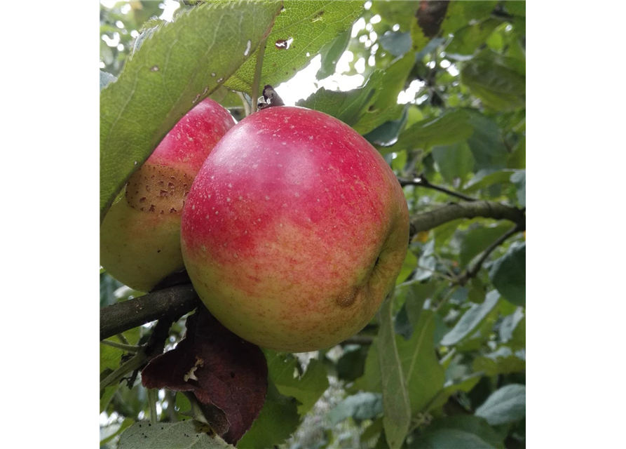 Apfel 'Juwel von Kirchwerder'