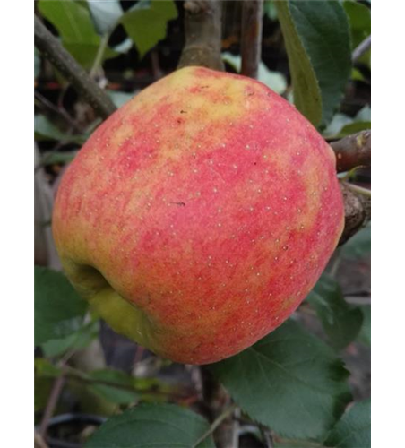 Apfel 'Karneval'®