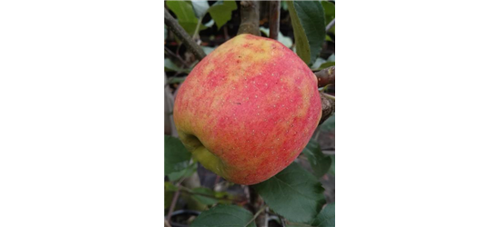 Apfel 'Karneval'®