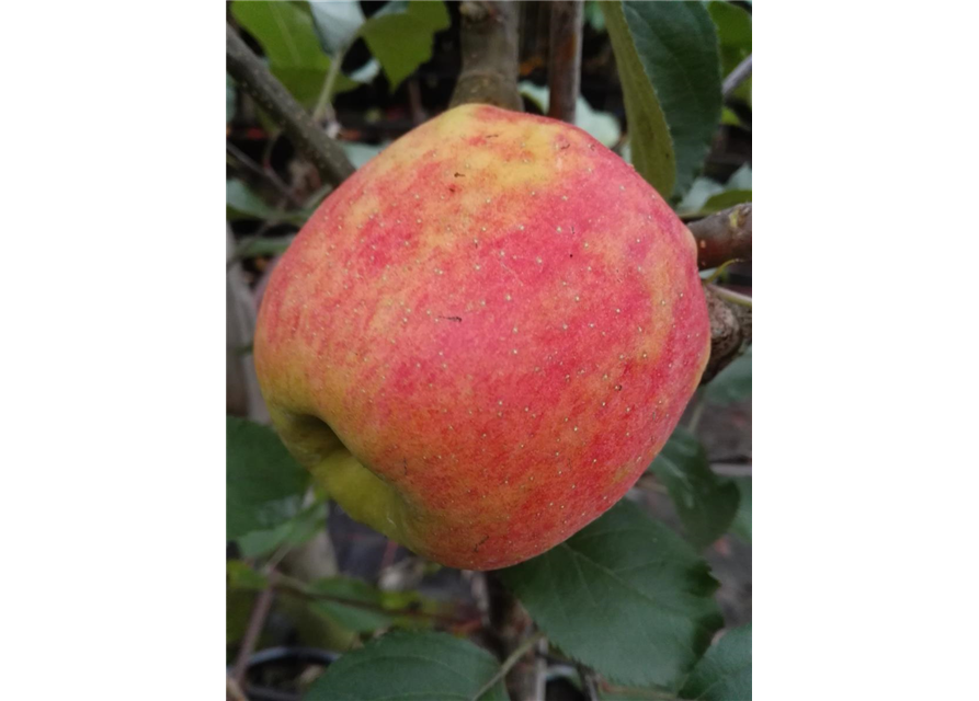 Apfel 'Karneval'®