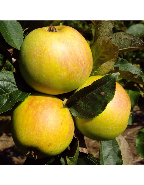 Apfel 'Osnabrücker Renette'