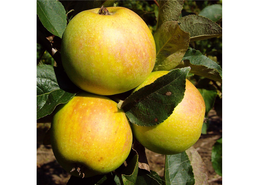 Apfel 'Osnabrücker Renette'