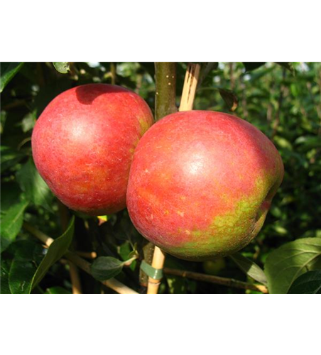 Apfel 'Roter Boskoop'