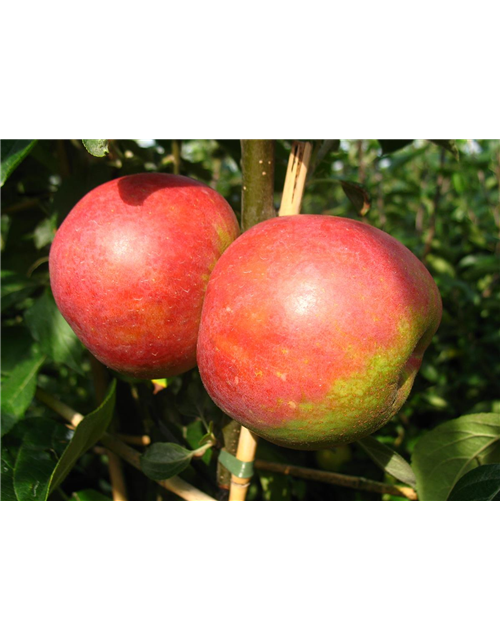 Apfel 'Roter Boskoop'