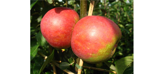 Apfel 'Roter Boskoop'