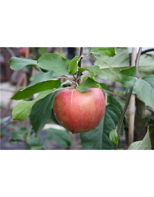 Apfel 'Roter Gravensteiner'