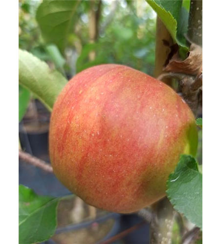 Apfel 'Rubinette Rosso'®