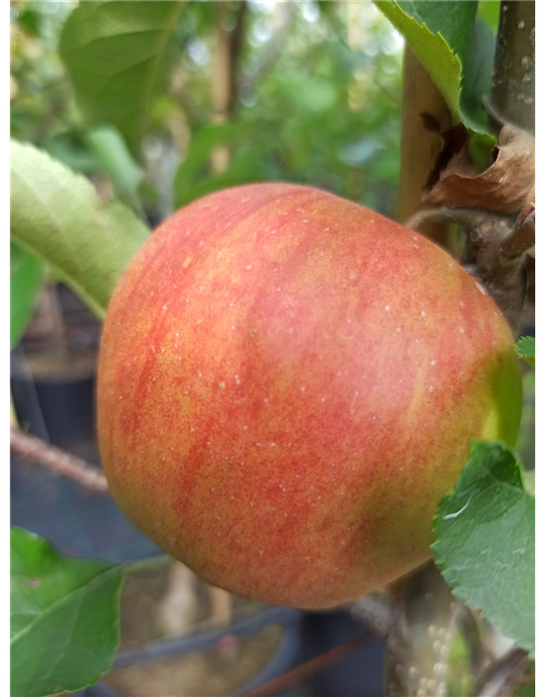 Apfel 'Rubinette Rosso'®