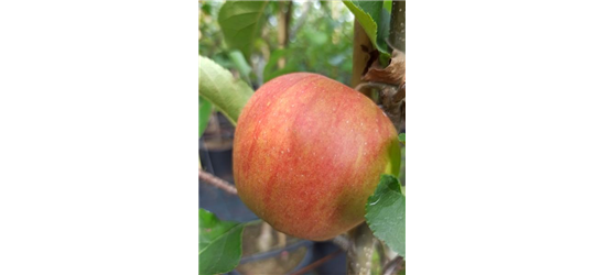 Apfel 'Rubinette Rosso'®