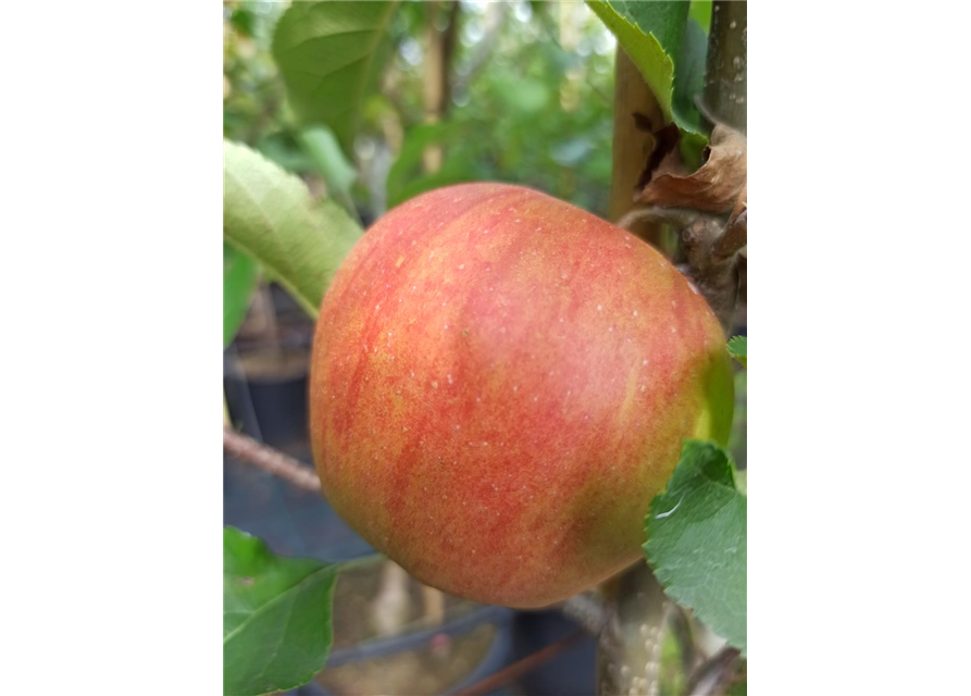 Apfel 'Rubinette Rosso'®