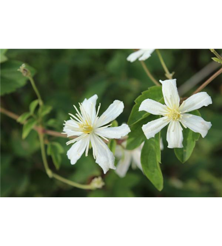 Waldrebe 'Summer Snow'