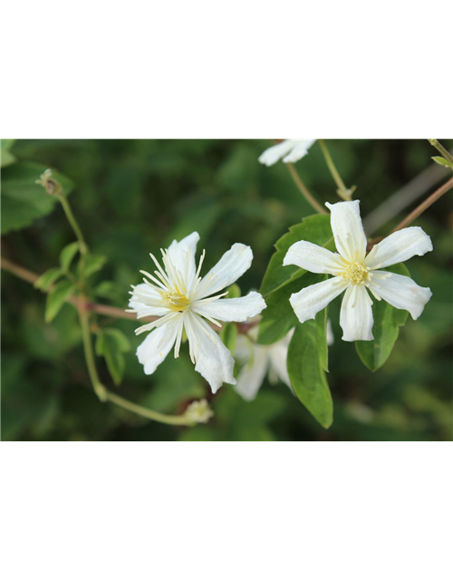 Waldrebe 'Summer Snow'