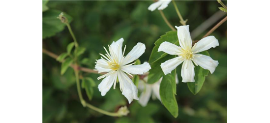 Waldrebe 'Summer Snow'