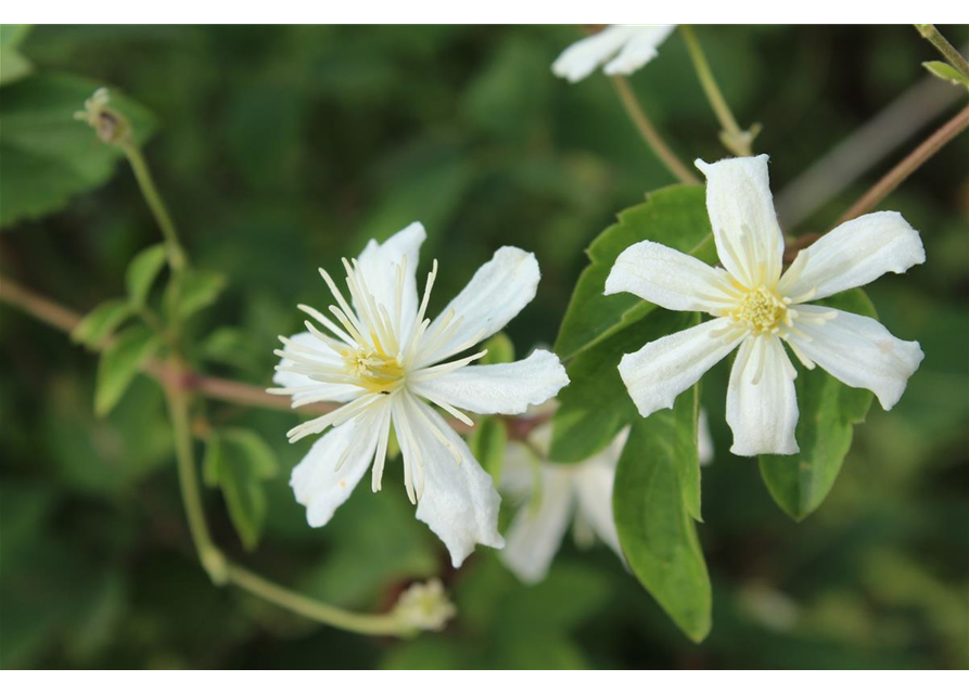 Waldrebe 'Summer Snow'