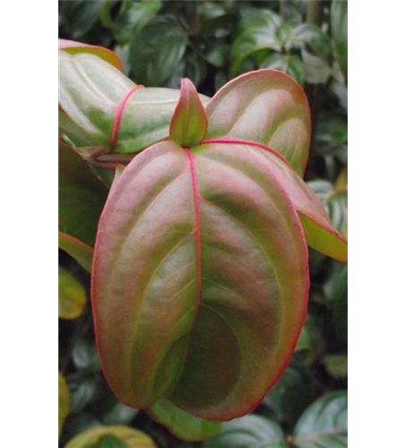 Japanischer Blumen-Hartriegel 'Blooming Merry Tetra'