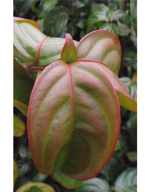 Japanischer Blumen-Hartriegel 'Blooming Merry Tetra'