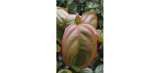 Japanischer Blumen-Hartriegel 'Blooming Merry Tetra'