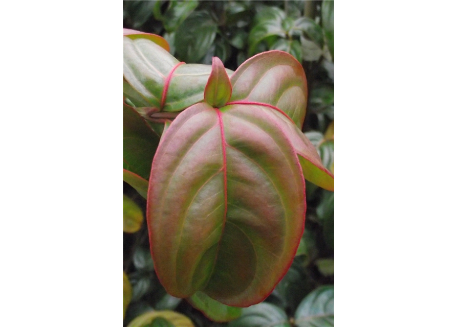 Japanischer Blumen-Hartriegel 'Blooming Merry Tetra'