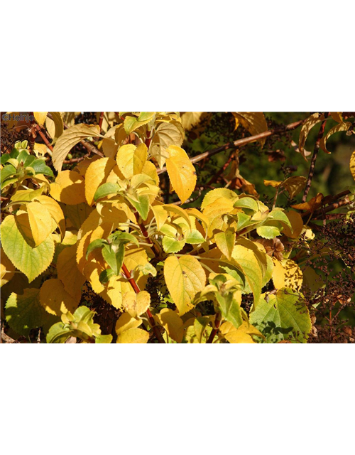 Kletterhortensie 'Cordifolia'