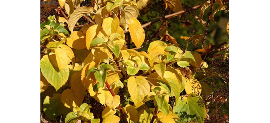 Kletterhortensie 'Cordifolia'