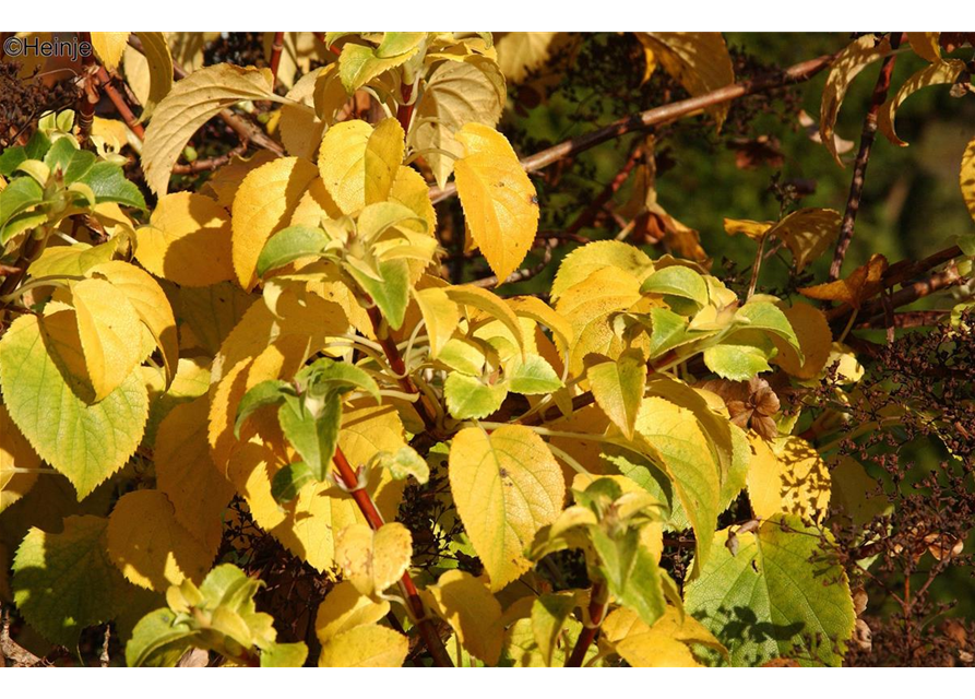 Kletterhortensie 'Cordifolia'