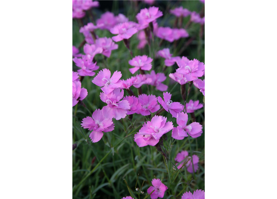 Garten-Pfingst-Nelke 'Eydangeri'