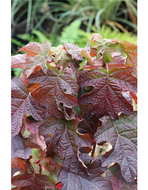 Eichenblättrige Hortensie 'Ruby Slippers'