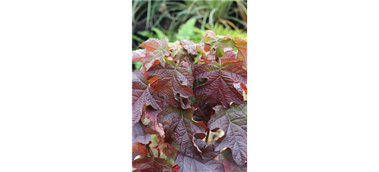 Eichenblättrige Hortensie 'Ruby Slippers'