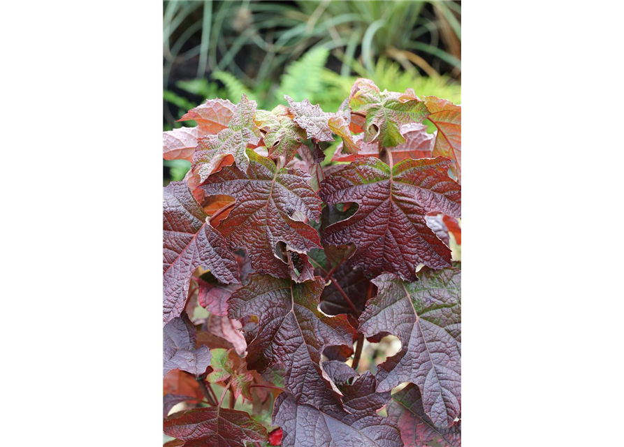 Eichenblättrige Hortensie 'Ruby Slippers'