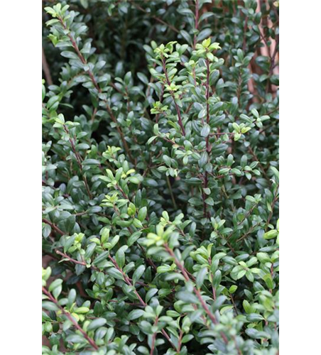 Berg-Ilex 'Ellipta Convex'