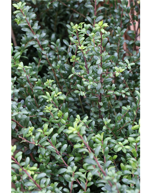 Berg-Ilex 'Ellipta Convex'