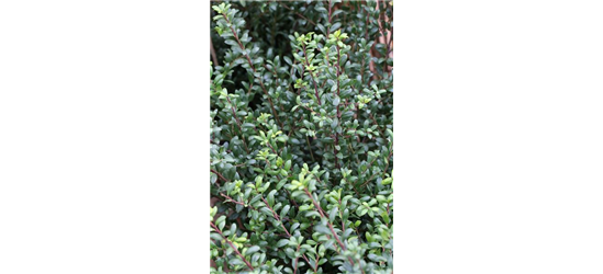 Berg-Ilex 'Ellipta Convex'